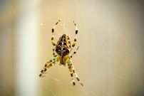 ببینید؛ لحظه خارج کردن عنکبوت زنده از گوش زن باردار بعد از ۵ روز در ایران