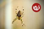 ببینید؛ لحظه خارج کردن عنکبوت زنده از گوش زن باردار بعد از ۵ روز در ایران