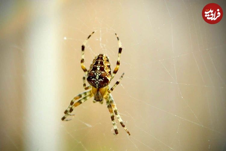 ببینید؛ لحظه خارج کردن عنکبوت زنده از گوش زن باردار بعد از ۵ روز در ایران