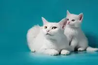 (ویدئو) شیطنت عجیب گربه صاحبش را عصبانی کرد!
