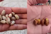 (ویدئو) نحوه کاشت درخت پسته از دانه های خام پسته!