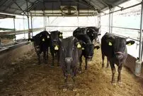 (ویدئو) چگونه گاوداران ژاپنی گران ترین گوشت گاو جهان را تولید می کنند؟