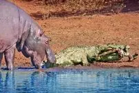 ببینید| گاز گرفتن دم کروکودیل توسط اسب آبی کنجکاو