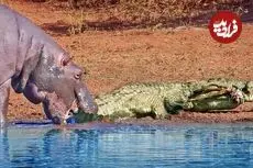 ببینید| گاز گرفتن دم کروکودیل توسط اسب آبی کنجکاو