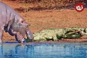 ببینید| گاز گرفتن دم کروکودیل توسط اسب آبی کنجکاو