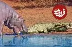 ببینید| گاز گرفتن دم کروکودیل توسط اسب آبی کنجکاو