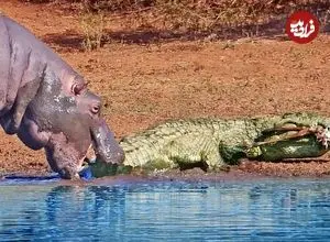 ببینید| گاز گرفتن دم کروکودیل توسط اسب آبی کنجکاو