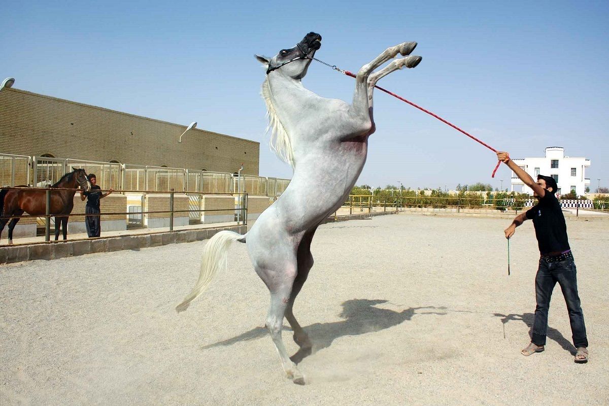 ویدیویی جنجالی از حیوان‌آزاری تکان دهنده یک اسب در آدانا ترکیه