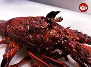 ببینید| غذای خیابانی در کره؛ لابستر کبابی با سبزیجات در سئول