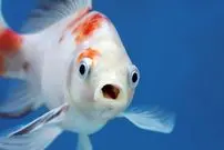 آیا ماهی‌ها «زبان» دارند؟