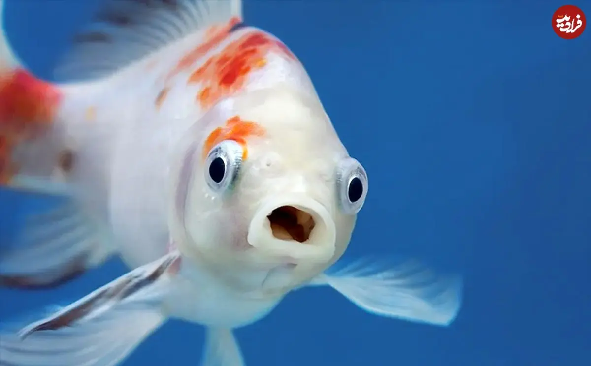 آیا ماهی‌ها «زبان» دارند؟