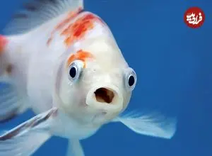 آیا ماهی‌ها «زبان» دارند؟