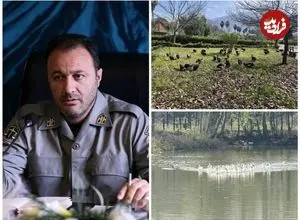 انتقال موقت پرندگان باغ پرندگان لویزان به مازندران برای حفاظت در شرایط جنگی