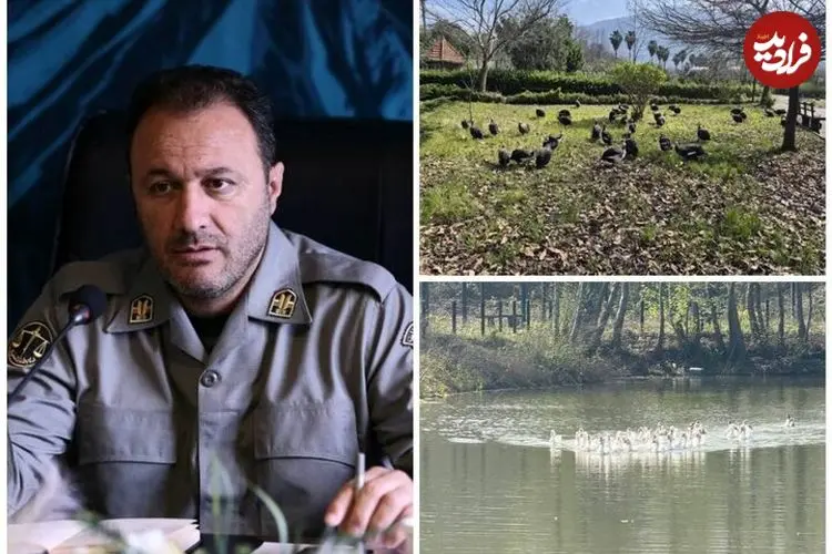 انتقال موقت پرندگان باغ پرندگان لویزان به مازندران برای حفاظت در شرایط جنگی