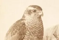 عکس| سفر زمان؛ یک تصویر پرتره از مرد شاهین‌باز در دوران قاجار