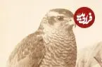 عکس| سفر زمان؛ یک تصویر پرتره از مرد شاهین‌باز در دوران قاجار