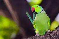 ویدئوی وایرال شده از طوطی دندانپزشک!
