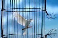 رضایت اولیای دم پای چوبه دار؛ قاتل از قصاص نجات یافت