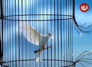 رضایت اولیای دم پای چوبه دار؛ قاتل از قصاص نجات یافت