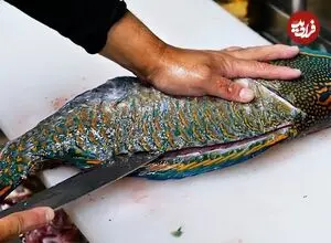 ببینید| غذای خیابانی در ژاپن؛ برش ماهرانه طوطی ماهی و تهیه دو نوع غذا با آن در اوکیناوا