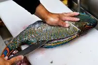 ببینید| غذای خیابانی در ژاپن؛ برش ماهرانه طوطی ماهی و تهیه دو نوع غذا با آن در اوکیناوا