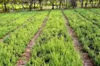 اینجا شهر ترخون ایران است؛ ماجرای که گیاهی روسی در دل کویر ایران