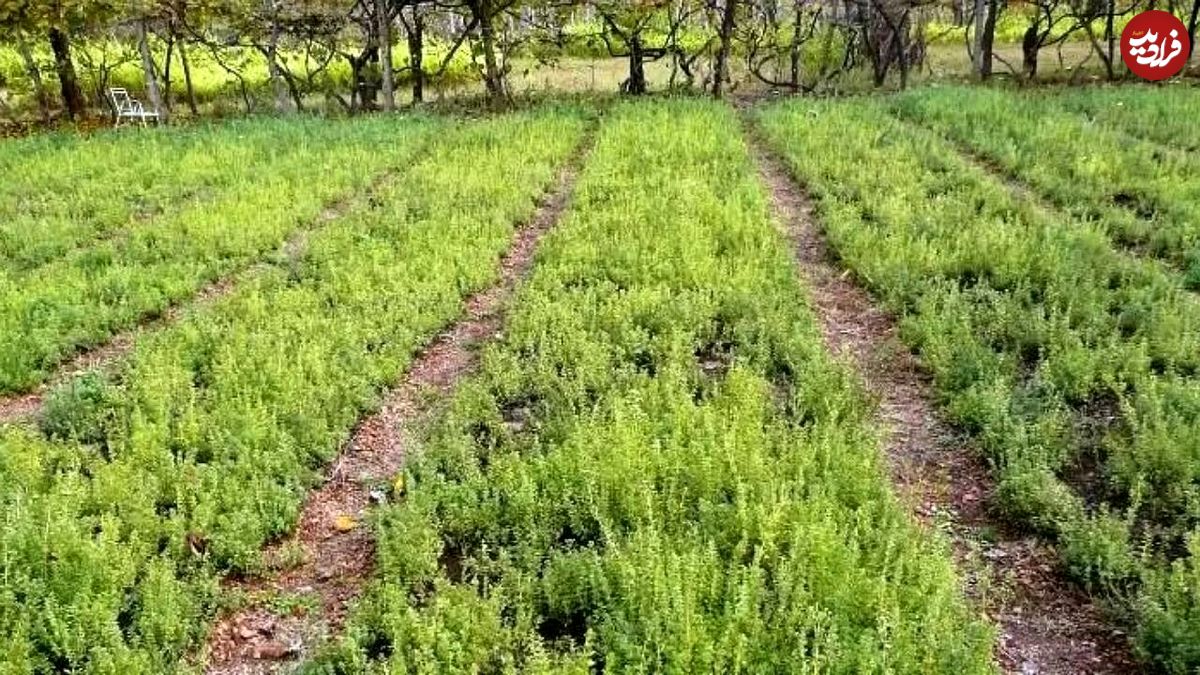 اینجا شهر ترخون ایران است؛ ماجرای که گیاهی روسی در دل کویر ایران