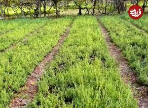 اینجا شهر ترخون ایران است؛ ماجرای که گیاهی روسی در دل کویر ایران