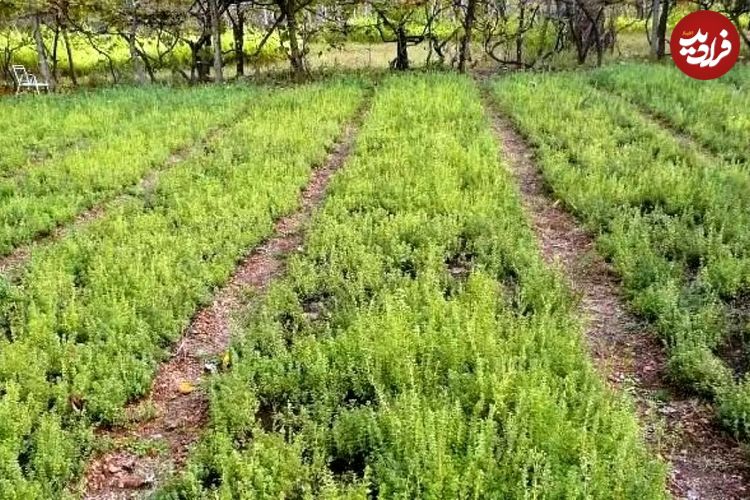 اینجا شهر ترخون ایران است؛ ماجرای که گیاهی روسی در دل کویر ایران