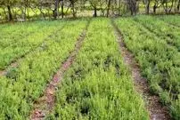 اینجا شهر ترخون ایران است؛ ماجرای که گیاهی روسی در دل کویر ایران