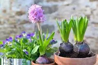 (تصاویر) با گلها به استقبال عید بروید؛ ۱۰ گل رنگارنگ برای کاشت در اسفند