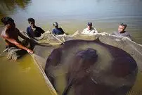 (ویدئو) این غول 4 متر عجیب در تایلند شکار شد!