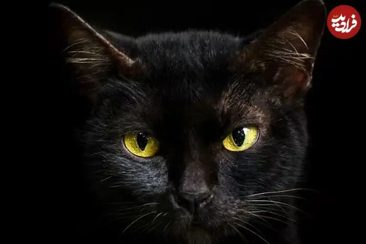 گربه‌های سیاه؛ قربانیان تاریخی پیوند جادوگری و شیطان