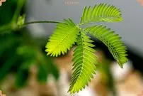 (ویدیو) گل قهر و آشتی، به این گل دست بزنید قهر می کند