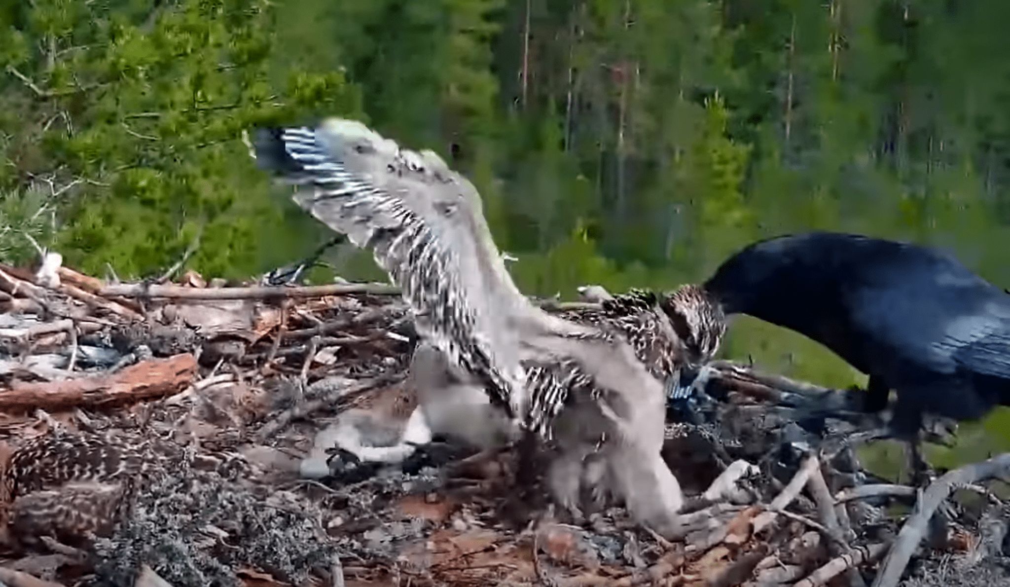 ( ویدیو) ترفند کلاغ برای خارج کردن عقاب از لانه اش و کشتن جوجه های آن
