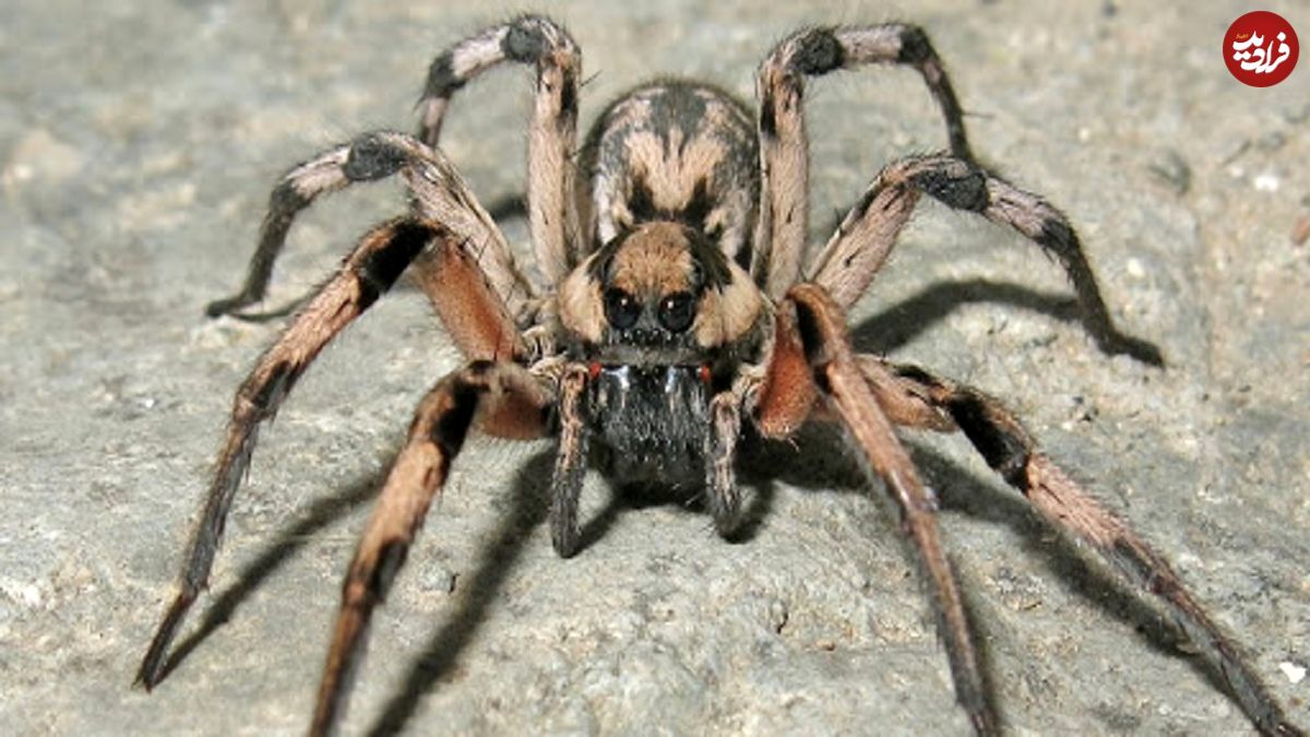 (عکس) شکار عنکبوتی با ۴ چشم درشت!