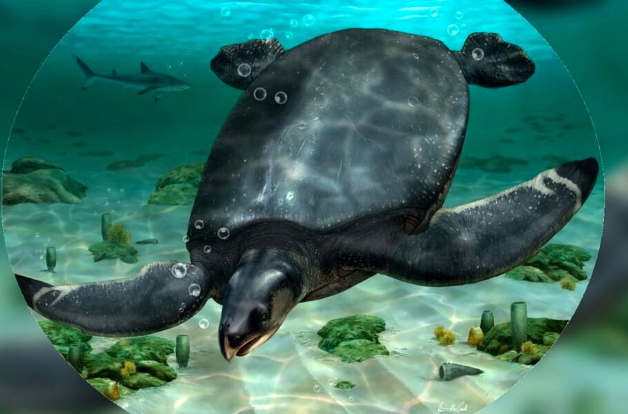 (عکس) کشف فسیل بزرگ‌ترین لاک‌پشت اروپا به طول 3.7 متر 