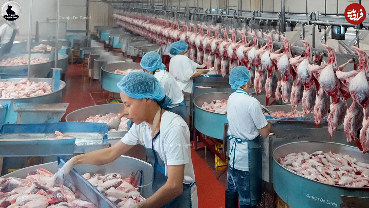 (ویدئو) مزرعه پرورش میلیون ها اردک؛ کارخانه فرآوری گوشت و تخم اردک در چین 