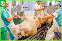 (ویدئو) ببینید در این دامداری مدرن آمریکایی چطور هزاران گوسفند پرورش می یابند
