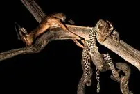 35 شاهکار عکاسی حیات وحش در سال 2025؛ از «پنگوئن معلق» تا «نوشیدن اشک تمساح»