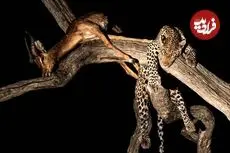 35 شاهکار عکاسی حیات وحش در سال 2025؛ از «پنگوئن معلق» تا «نوشیدن اشک تمساح»