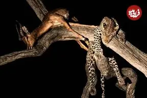 35 شاهکار عکاسی حیات وحش در سال 2025؛ از «پنگوئن معلق» تا «نوشیدن اشک تمساح»