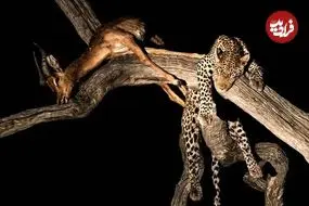 35 شاهکار عکاسی حیات وحش در سال 2025؛ از «پنگوئن معلق» تا «نوشیدن اشک تمساح»