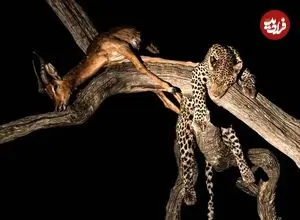 35 شاهکار عکاسی حیات وحش در سال 2025؛ از «پنگوئن معلق» تا «نوشیدن اشک تمساح»