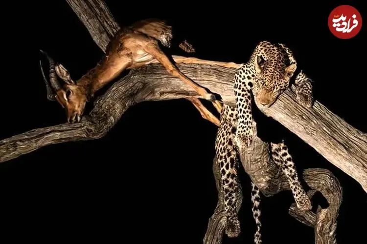 35 شاهکار عکاسی حیات وحش در سال 2025؛ از «پنگوئن معلق» تا «نوشیدن اشک تمساح»