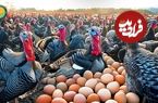 ببینید؛ مراحل دیدنی پرورش و فرآوری میلیون ها بوقلمون در مزارع آمریکا 