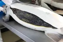(ویدئو) مهارت شگفت انگیز برداشت خاویار از شکم ماهیان خاویاری