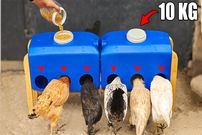 ببینید| نحوه ساخت یک دانخوری ساده و خلاقانه برای مرغ ها با دبه 20 لیتری