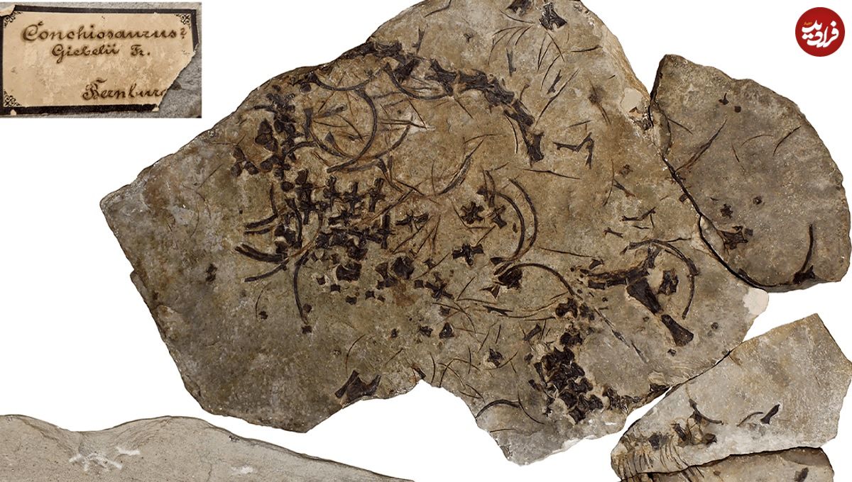 این فسیل ۲۴۷ میلیون ساله، قدیمی‌ترین جانور «گردن‌دراز» دنیاست
