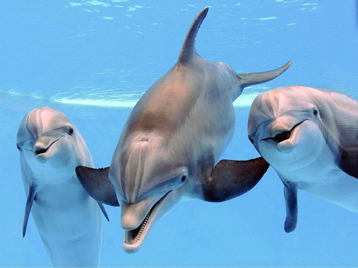 عکسی فوق‌العاده از موج‌سواری گروهی دلفین‌ها